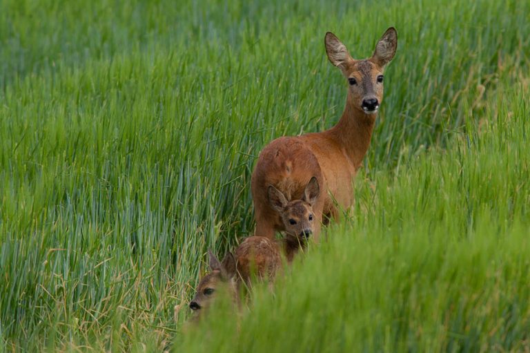 Female Roe leading her newborn kids By AP Hannibal