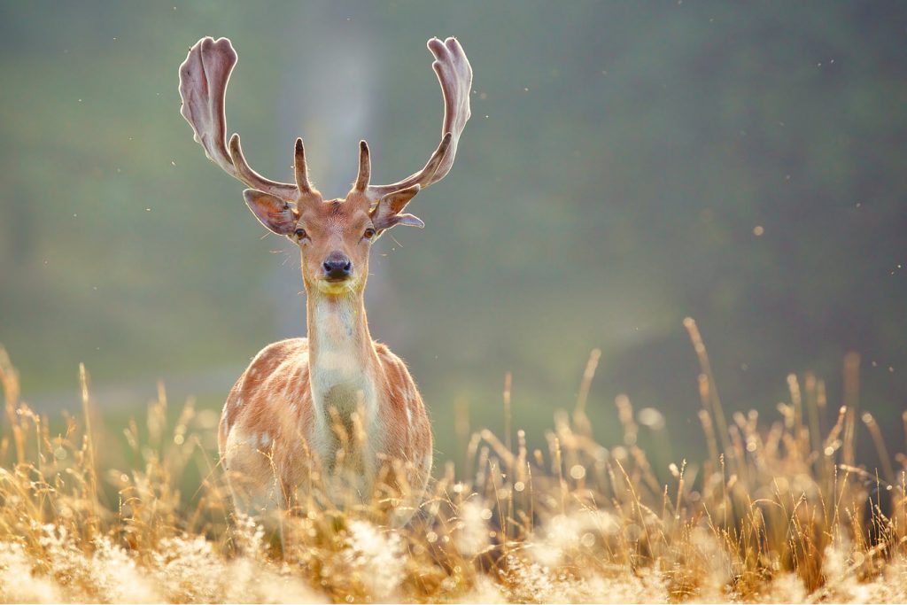 fallow deer buck in late summer By Mark Bridger