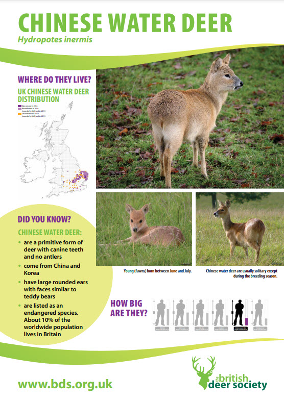Chinese Water Deer Poster