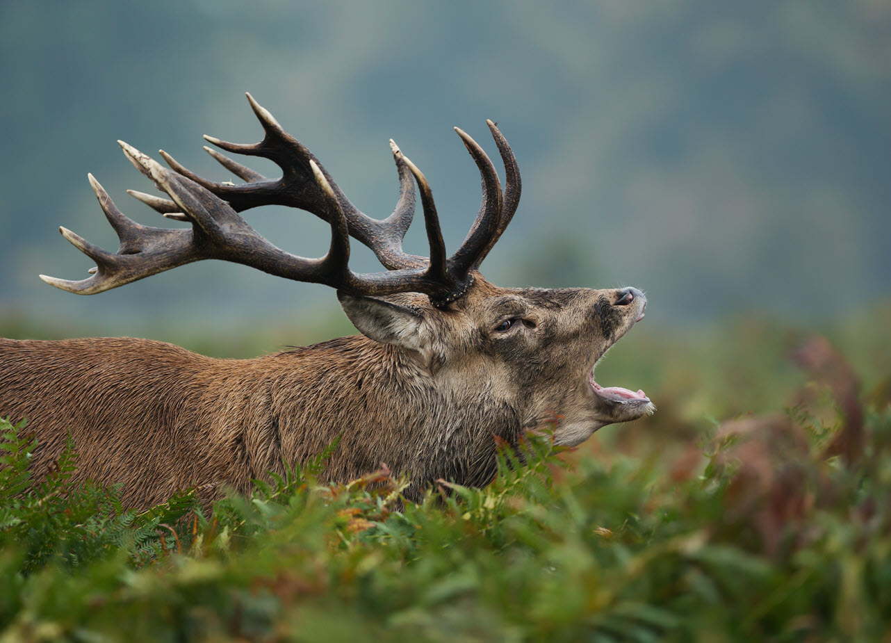 Close-up of red stag bellowing during rutting season in autumn By Giedriius