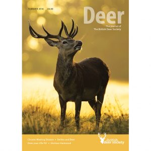 Deer Summer 2016