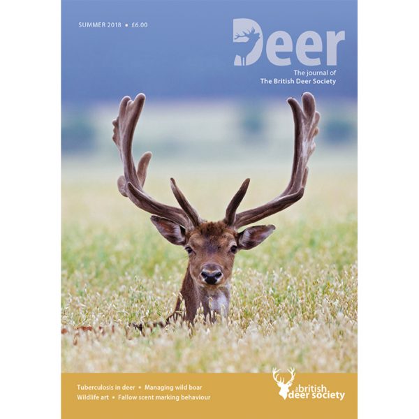 Deer Summer 2018