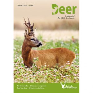 Deer Summer 2020