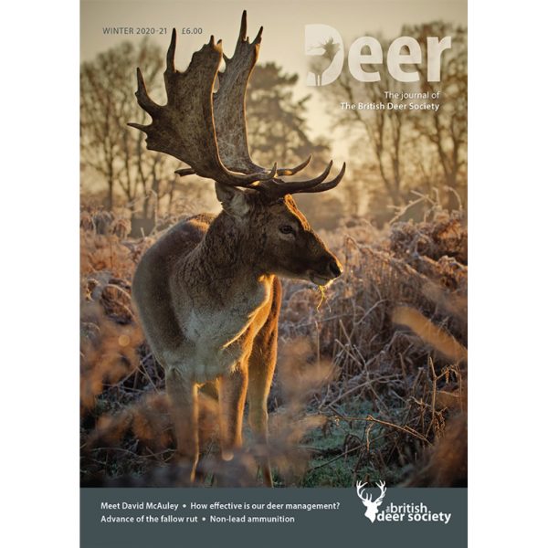 Deer Winter 2020
