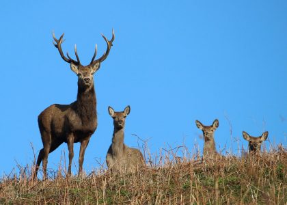 Stag and hinds by Tim Brayford